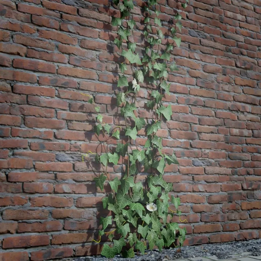 Ivy Creeper Going Up 2m 03