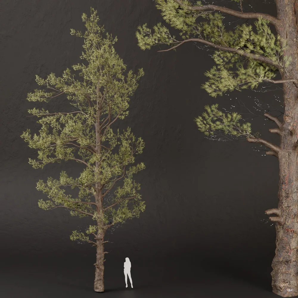 Sj-Sunlit Pine Canopy