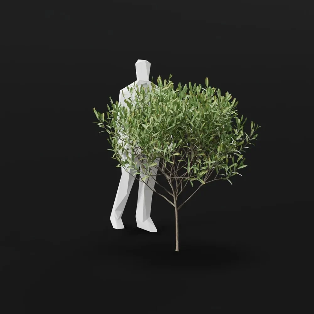 Olive Tree City Sap