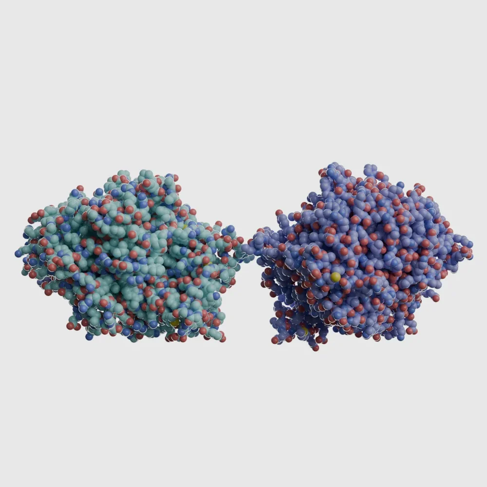 Lactase
