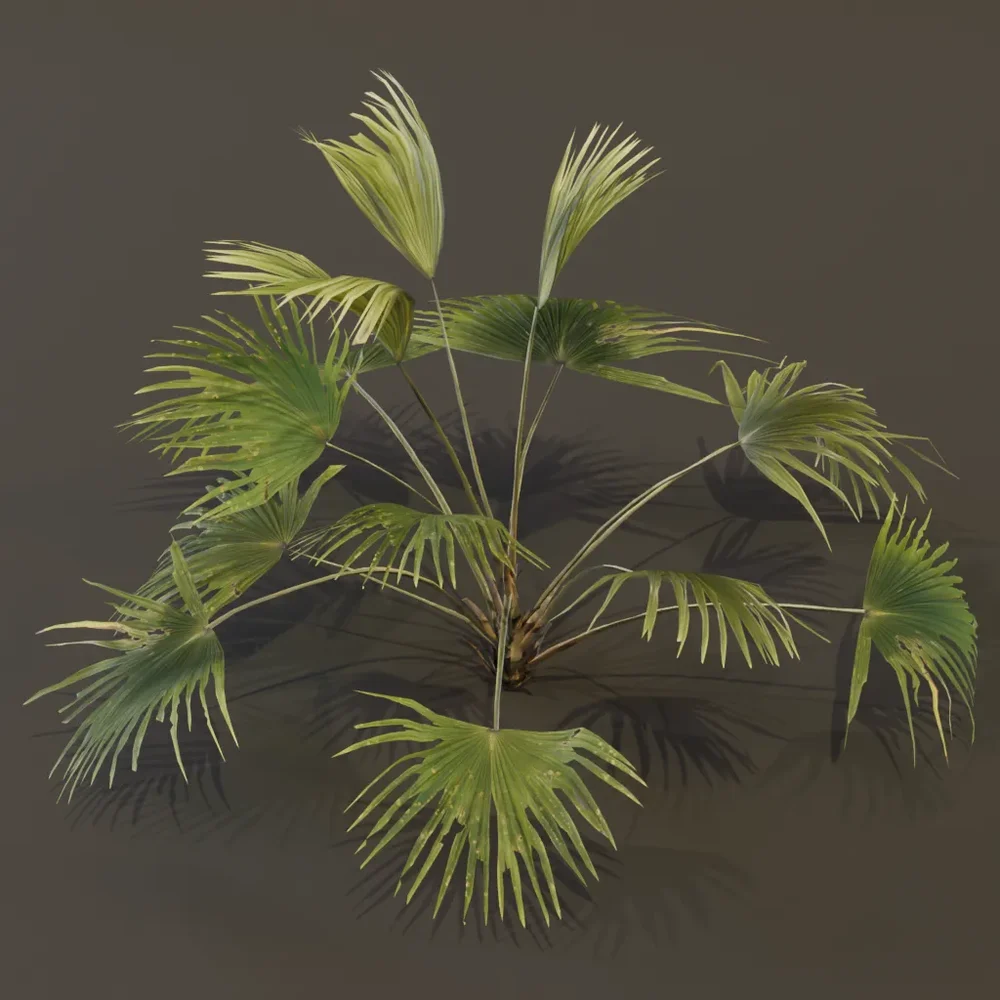 Chinese Palm Med Var