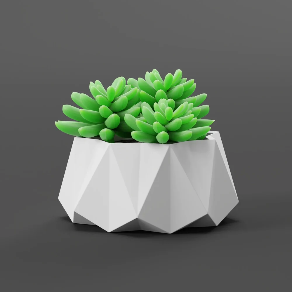 Succulent Plant