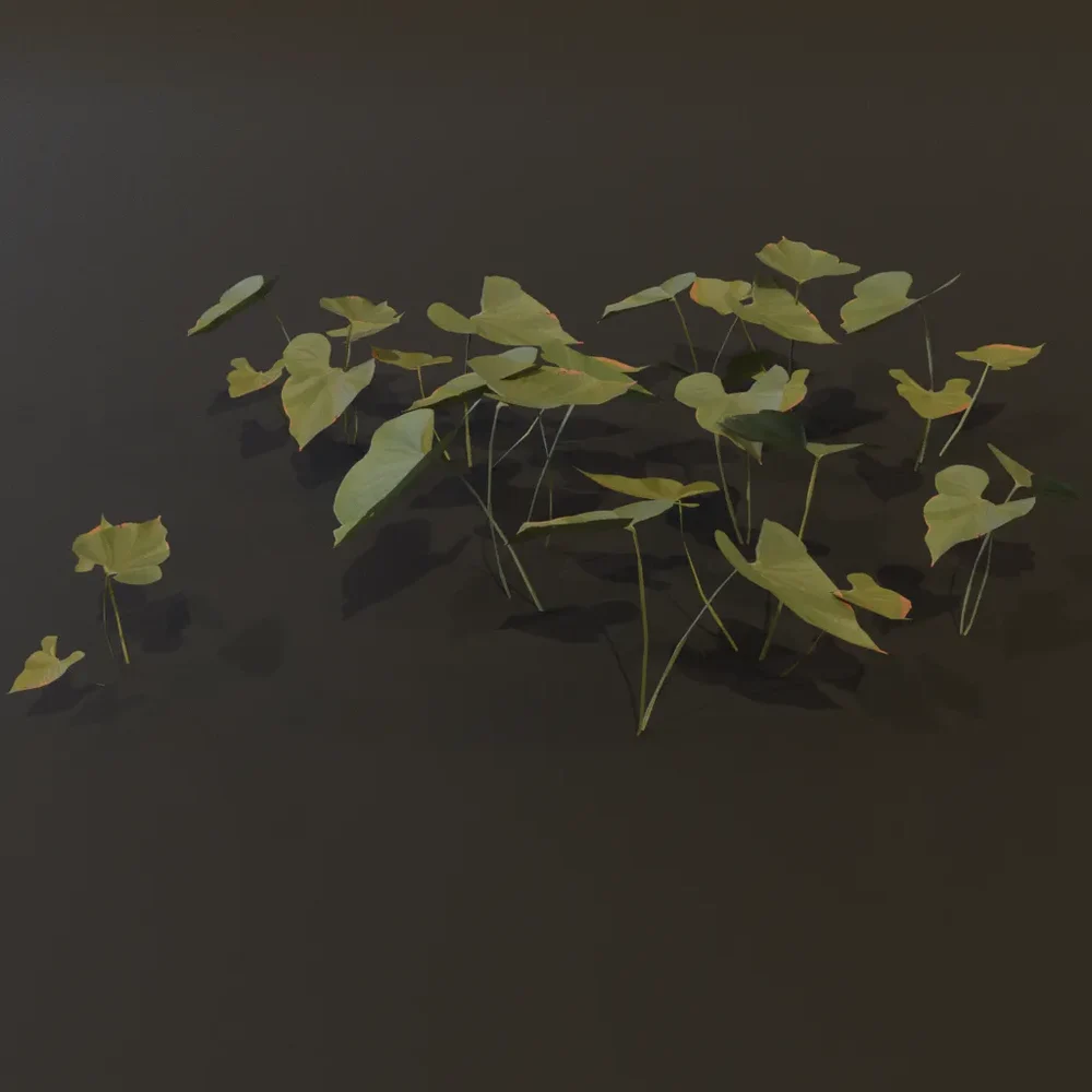 Ground Cover Big Leaves Gn