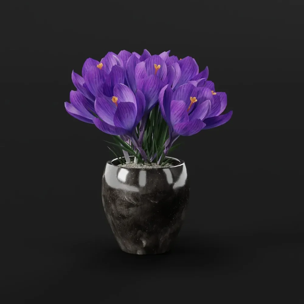 Purple Crocus Potted Flower