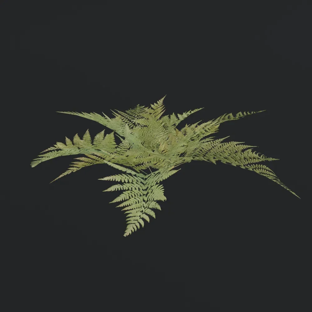 Bush Wild Fern C1