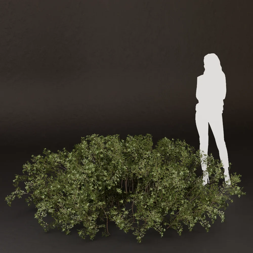 Sj-Natural Rustic Fence Bush