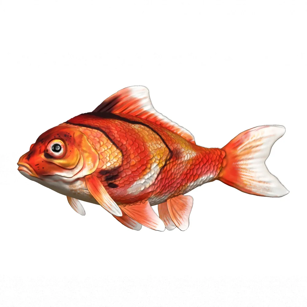 Gold Fish