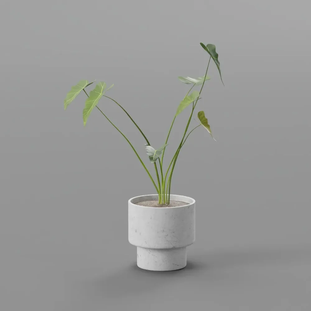 Alocasia Plant
