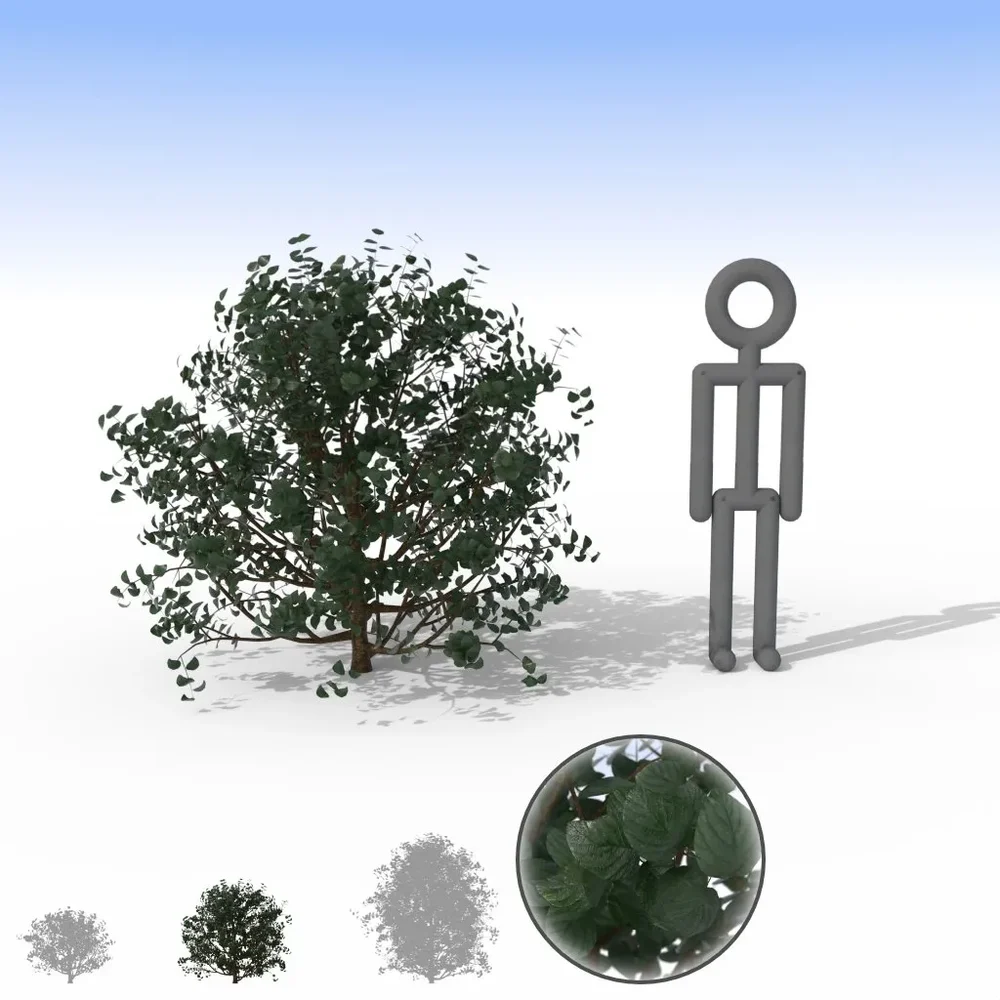 Dark Shiny Leaf Bush - Medium