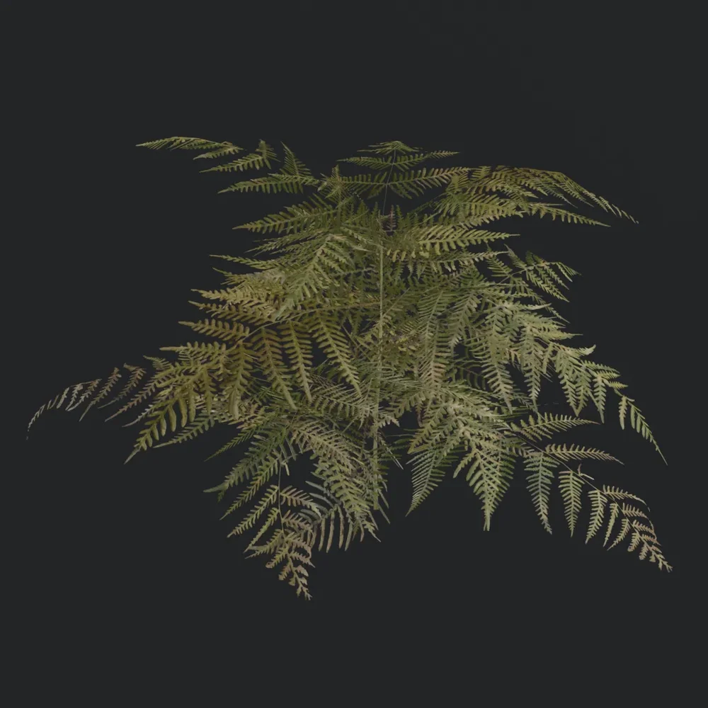 Bush Bracken Fern A1