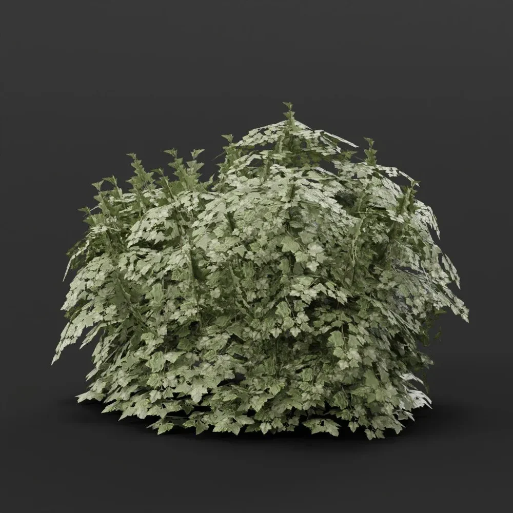 Cranberry Bush Large Variation Noflowers