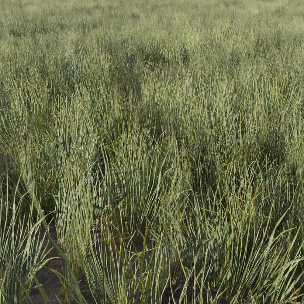 Grass Generic Medium Sparse