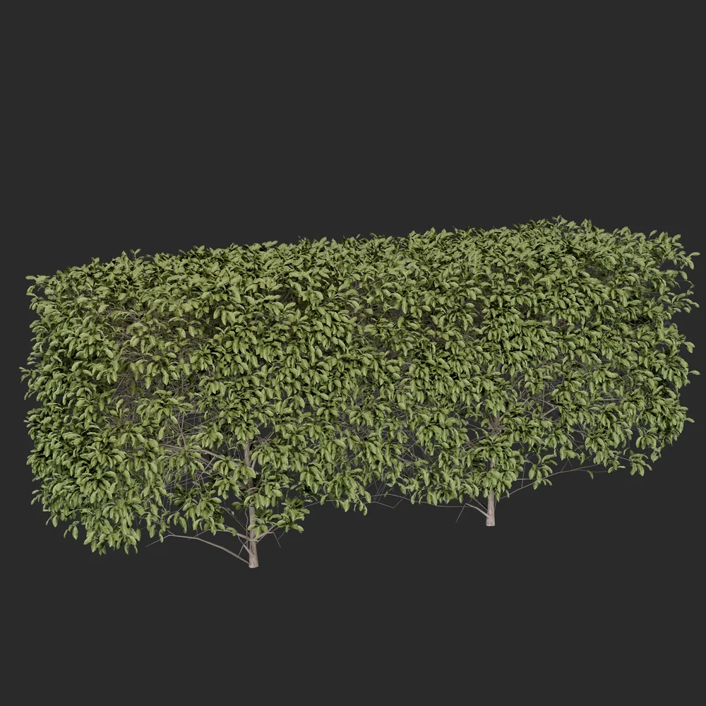 Hedge
