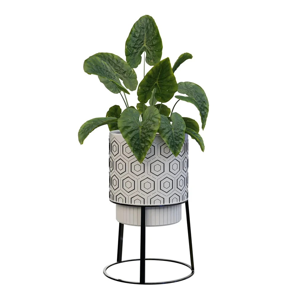 Alocasia In Geometric Patterned Pot