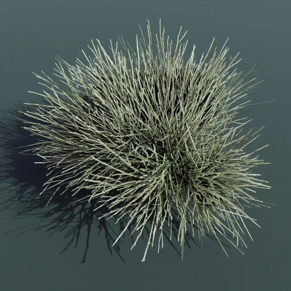 Plant Ephedra Nevadensis Large