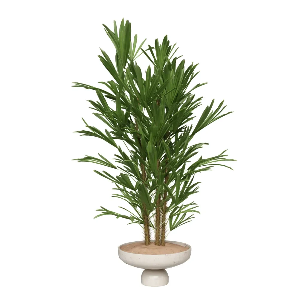 Rhapis Excelsa Lady Palm Hydro Care