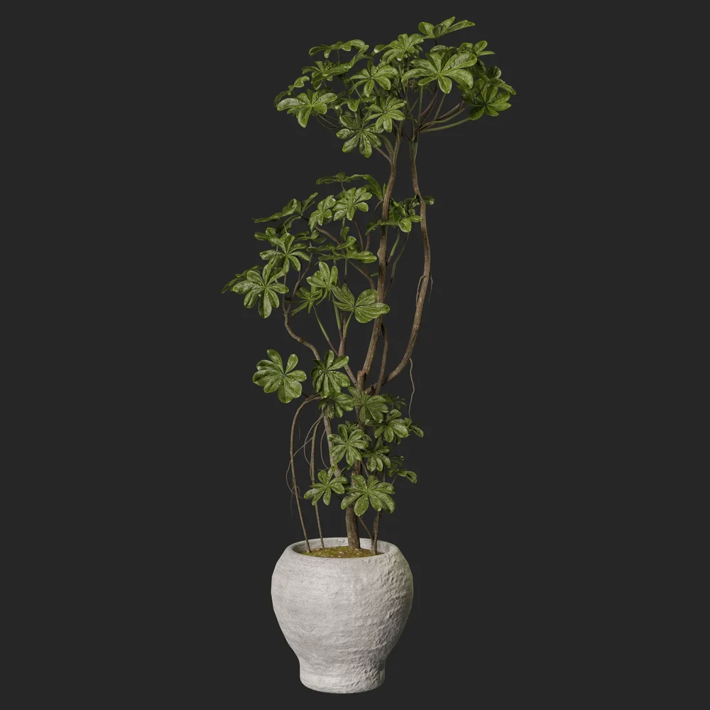 Plant