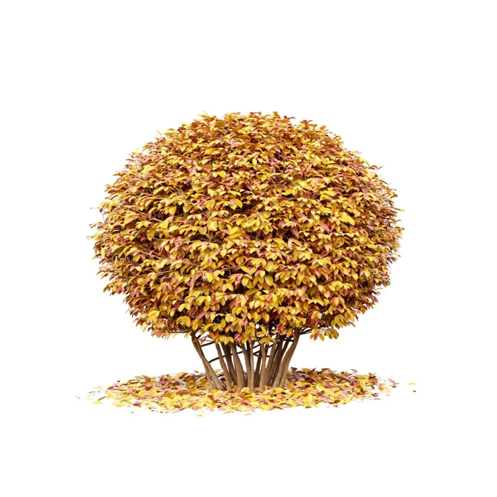 Dwarf Yaupon Holly Spherical Fall