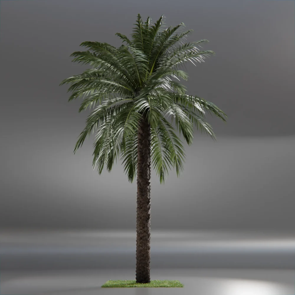 Dactylifera Palm Tree Animated