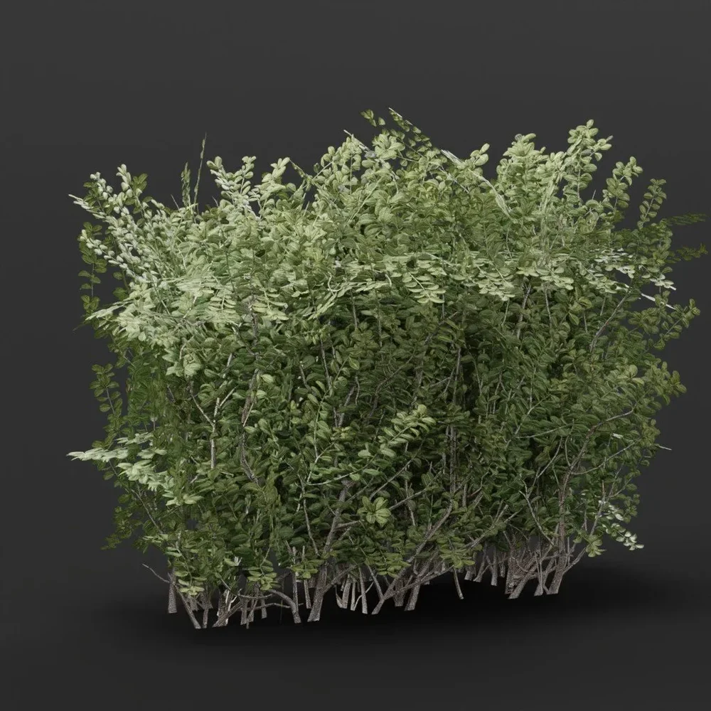 Boxwood Hedge 1m