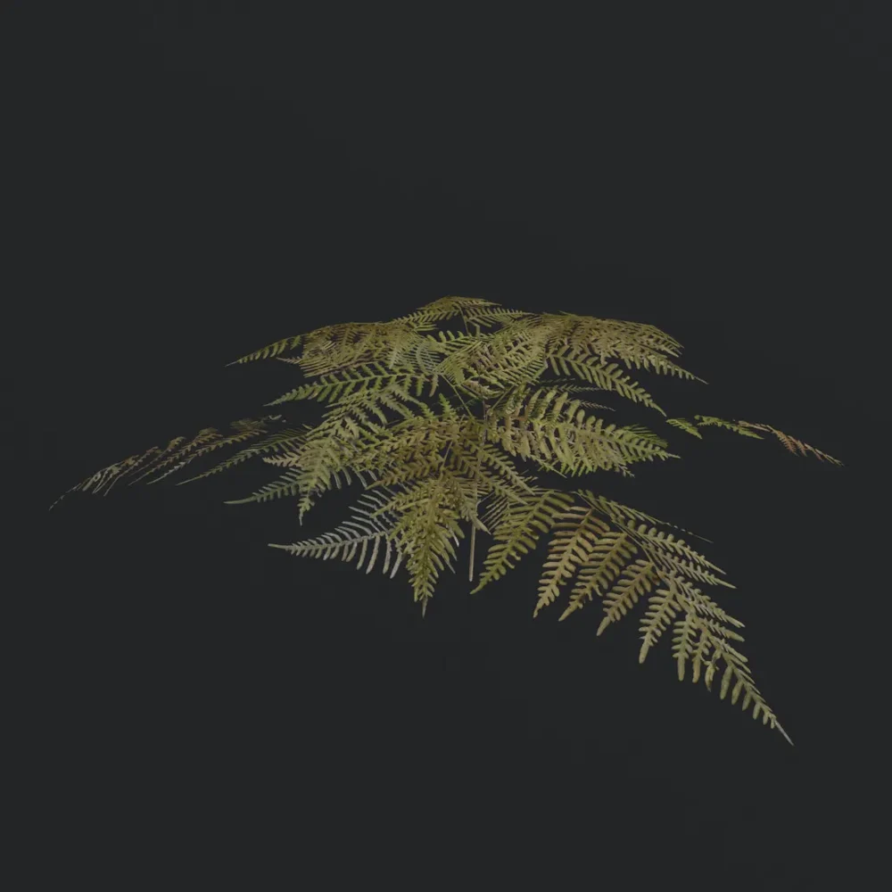 Bush Bracken Fern C1