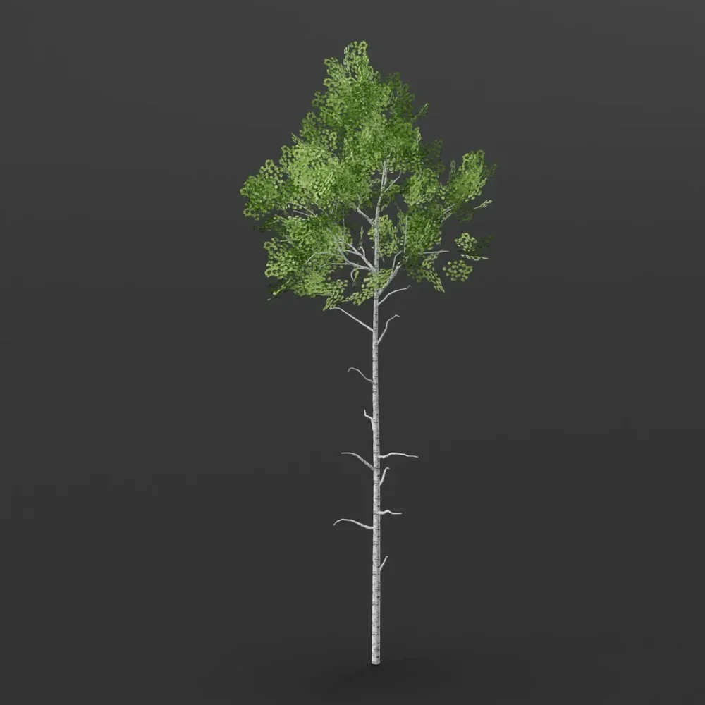 Aspen Tree Tall