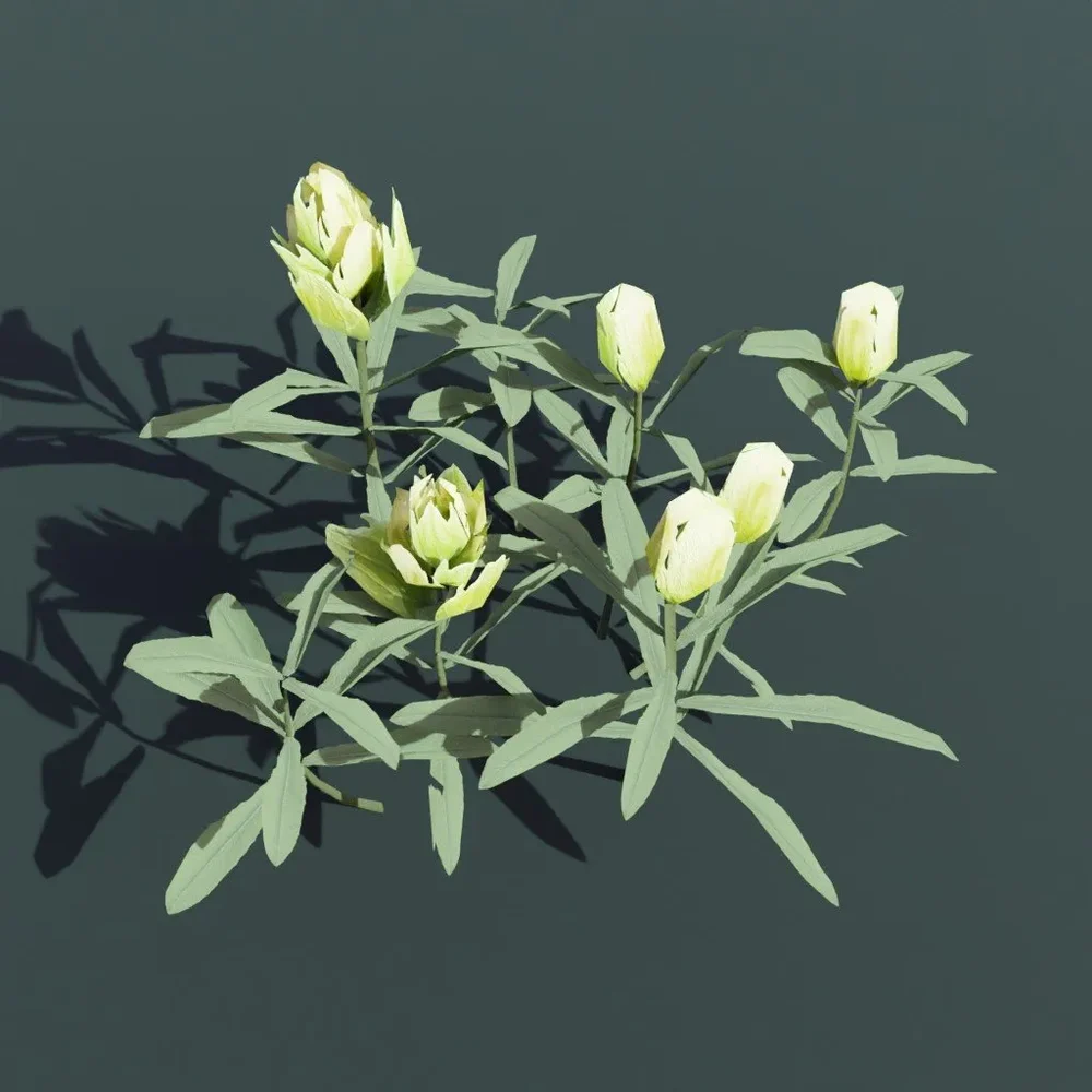Plant Indian Paintbrush Large
