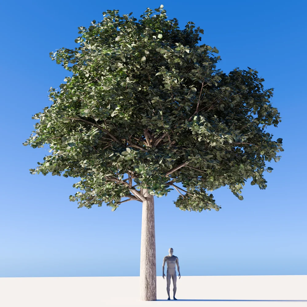 Small Tree