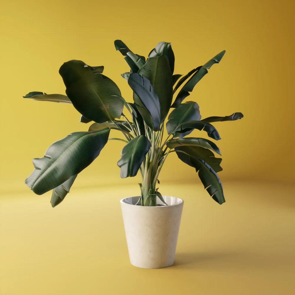 Sterilitzia Bird Of Paradise
