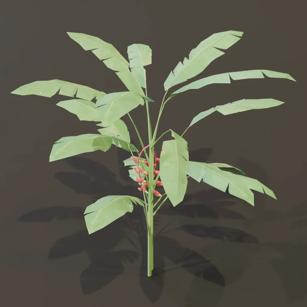 Heliconia Lobster Claw Plant Med