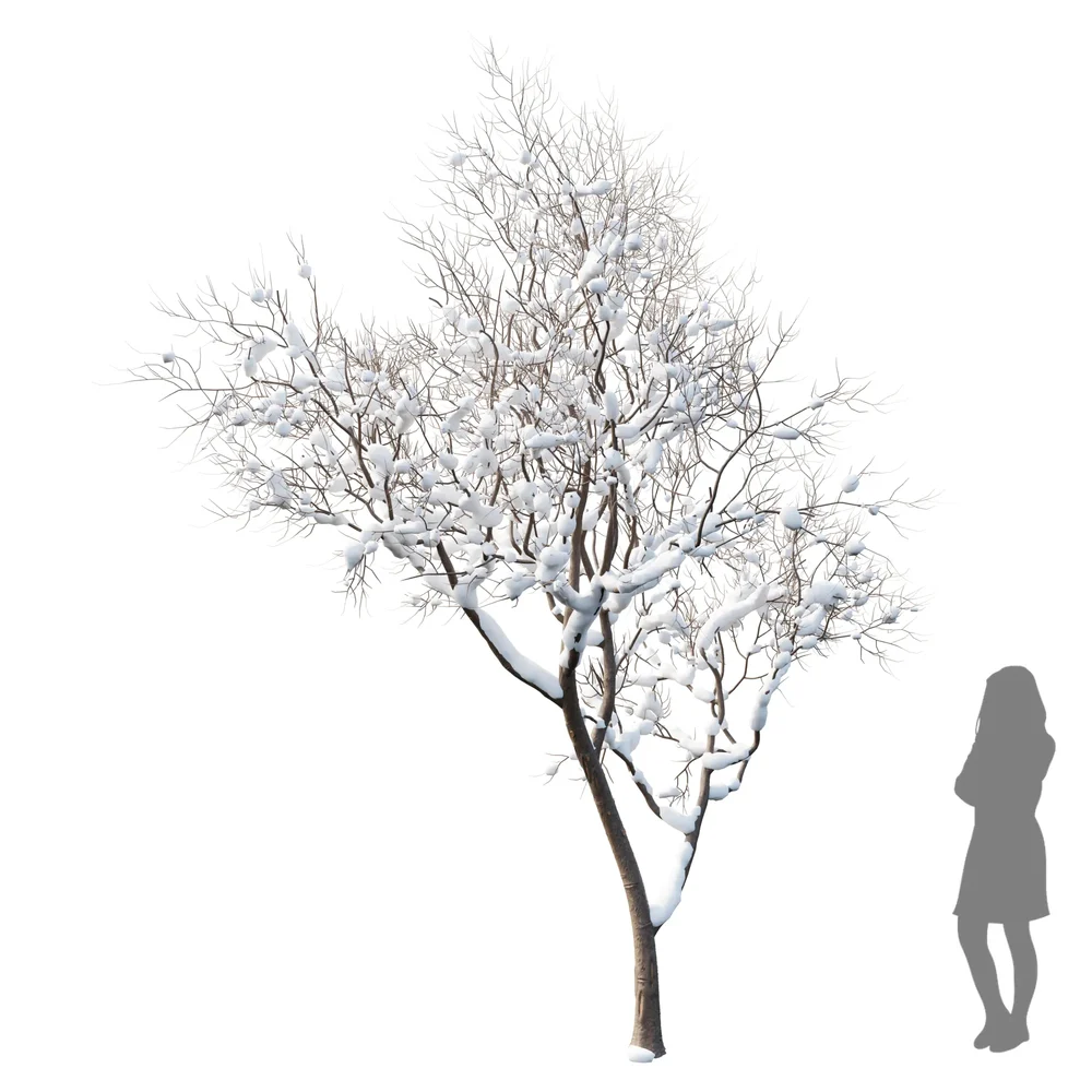 Fruit Tree - Prunus Salicina Plum