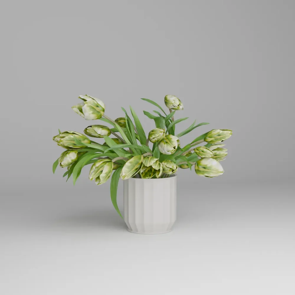 Green Striped Tulip