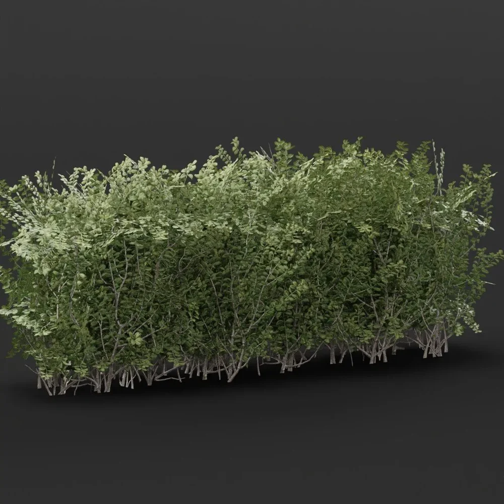 Boxwood Hedge 2m Variation