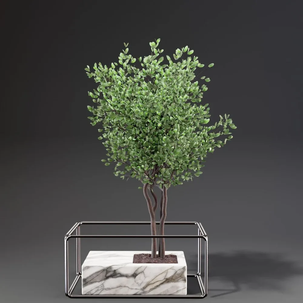 Sj-Weeping Fig Flowerbox Set 01