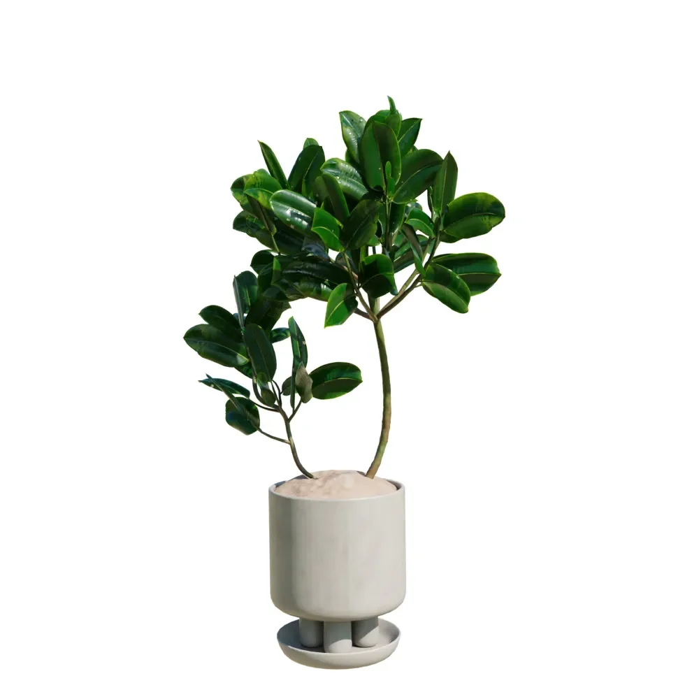 Rubber Ficus Elastica Abidjan Melany