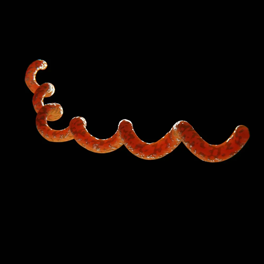 Borreliosis Virus