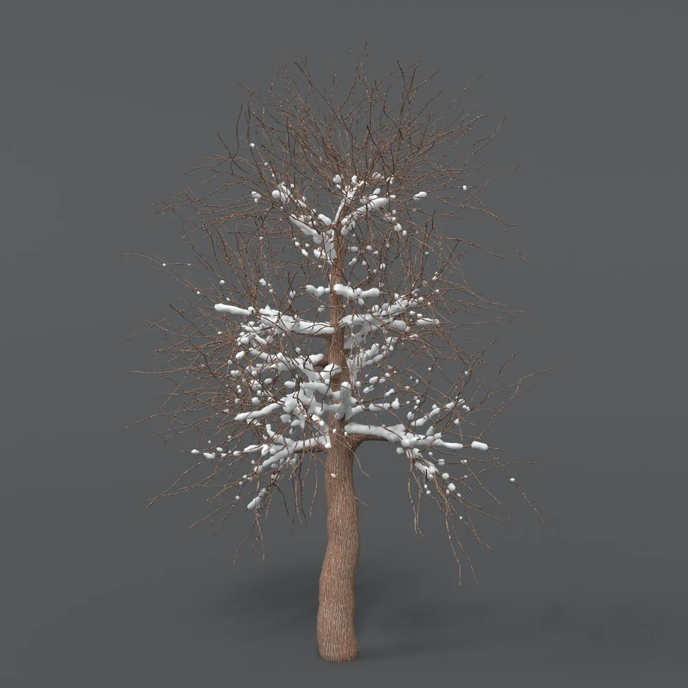 Tree With Snow