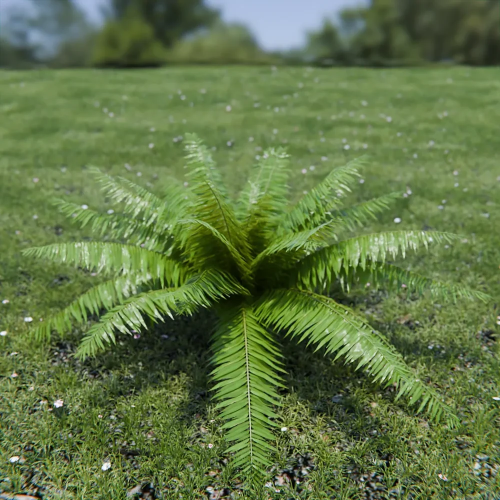 Hard Fern