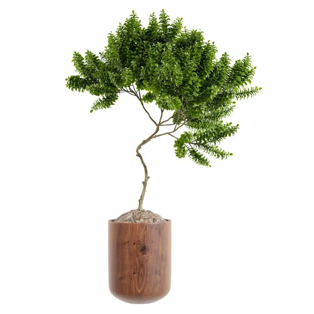 Indoor Plant - Joy Perfume