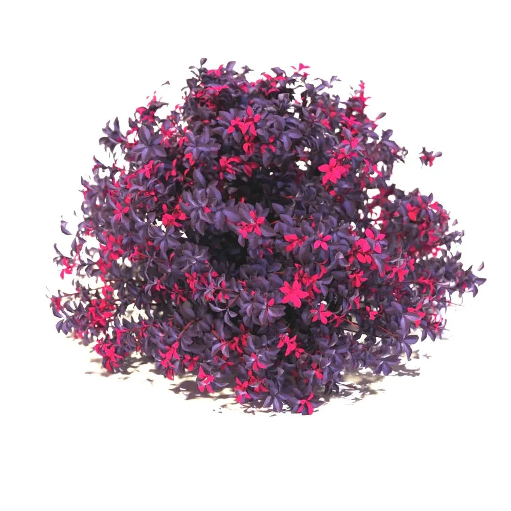 Thunberg's Barberry