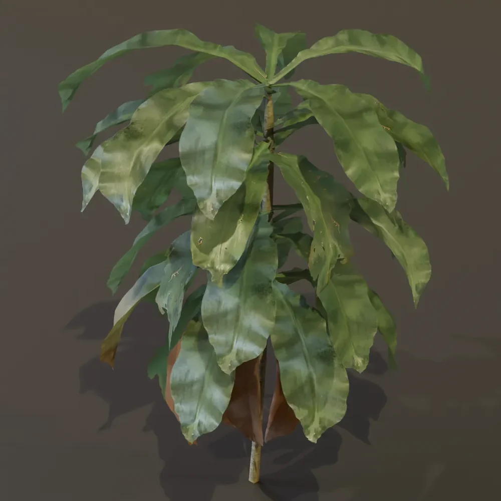 Dracaena Corn Plant Young