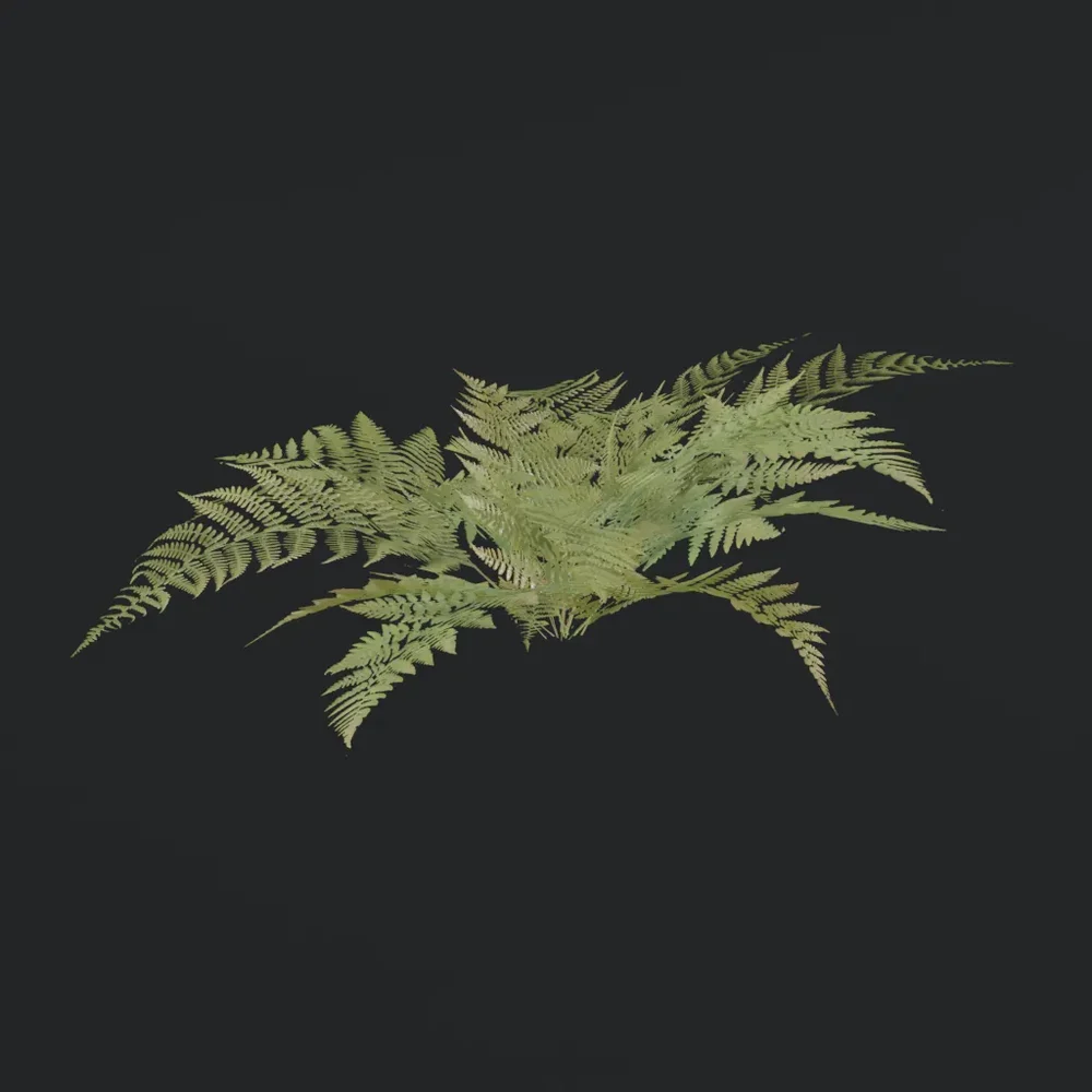 Bush Wild Fern A1