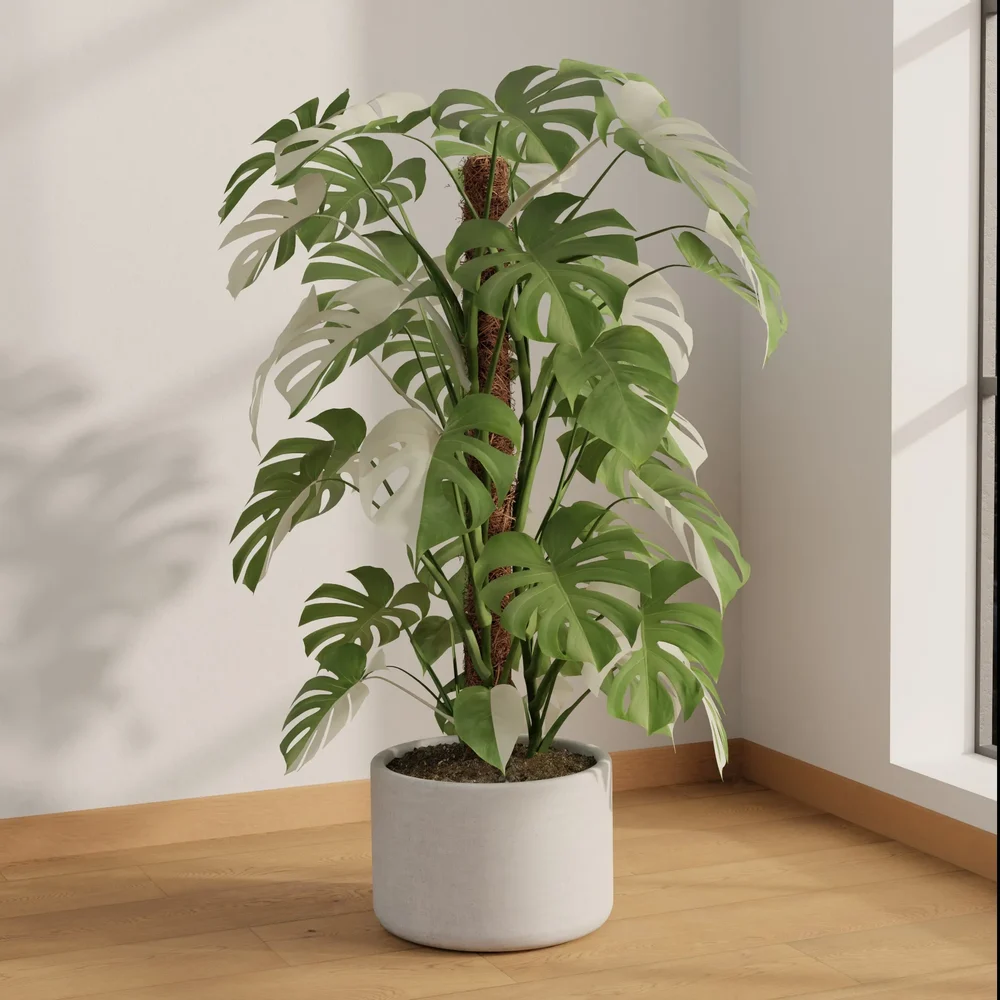 Monstera Albo