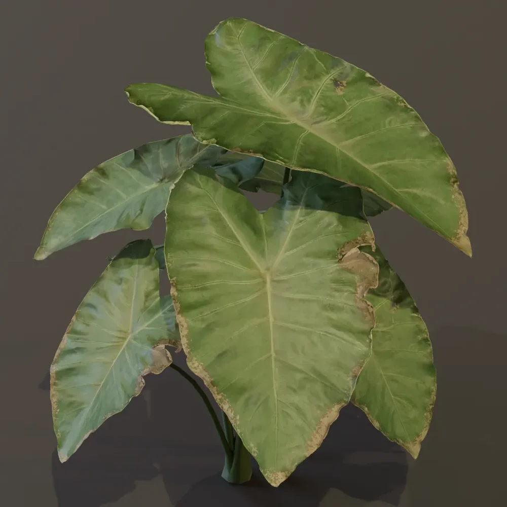 Elephant Ear Taro Plant Young