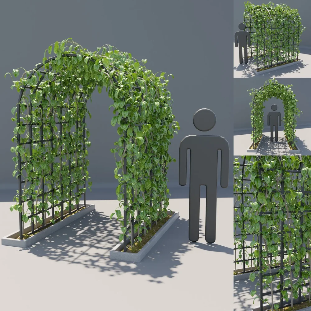 Ivy Plant