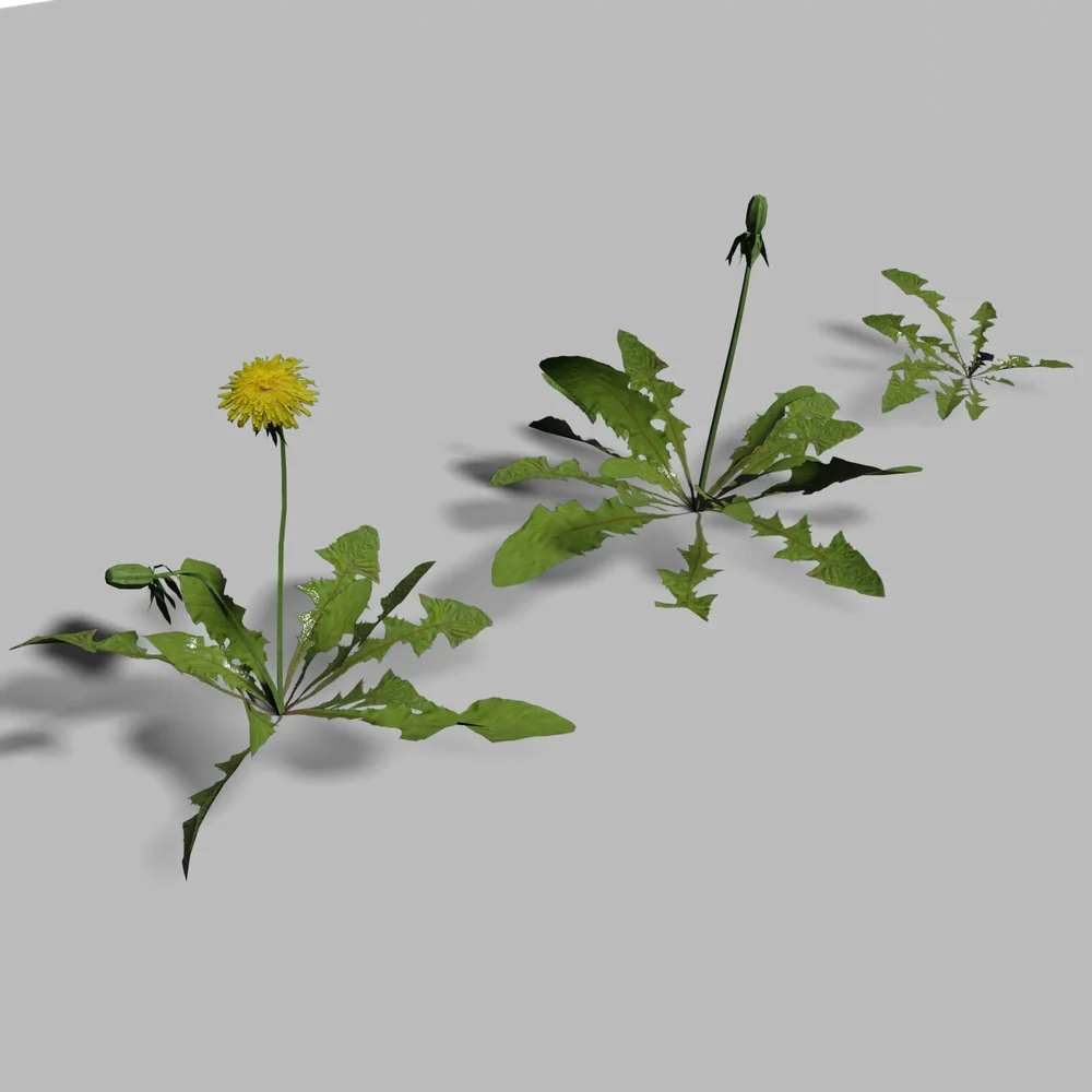 Dandelions