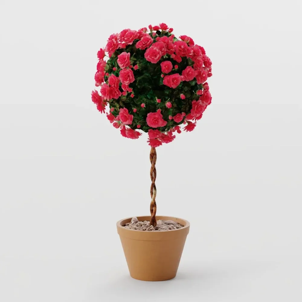 Rose Bush Standardised Red