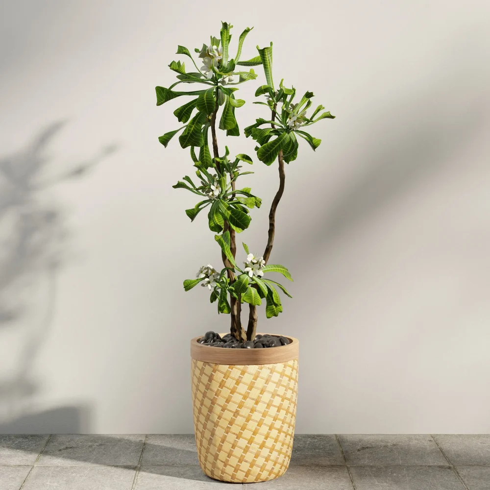 Potted Frangipani Tree