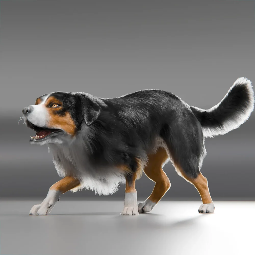 Dog Australian Shepherd Cycle Animated
