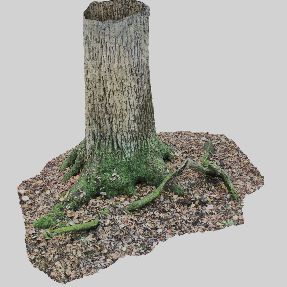 Scanned Tree In A Forest